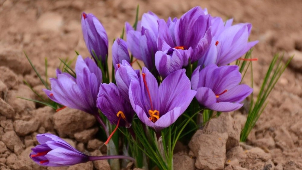 Buy pure saffron without adulteration with high quality in Banu store