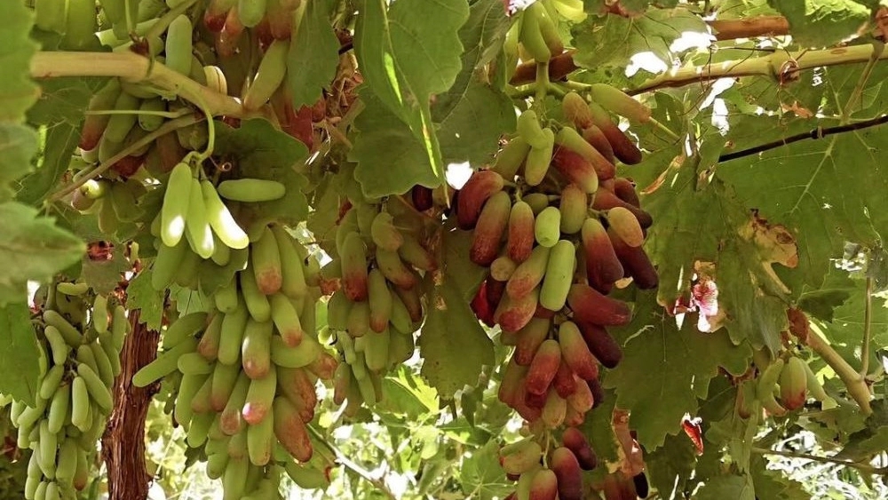 Moradi nursery, sale of grape seedlings in Kashmer Khorasan Razavi