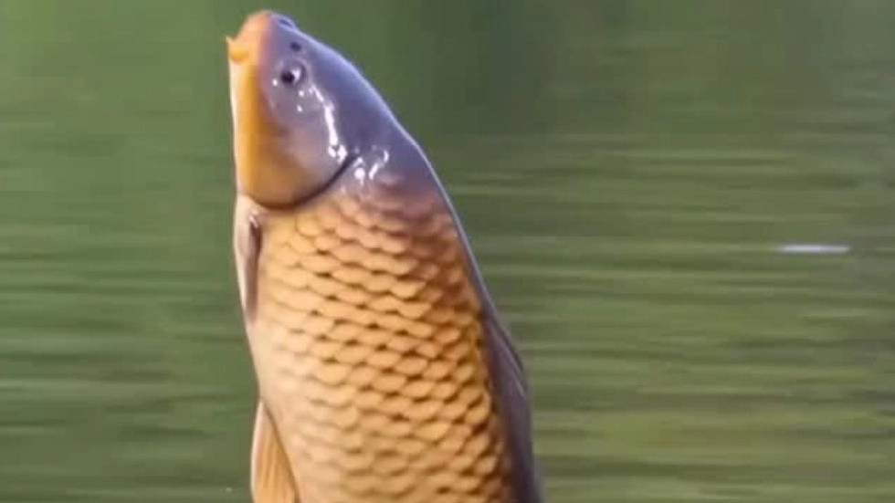 Falahati fish shop, buying and selling all kinds of carp and amur fish in Isfahan