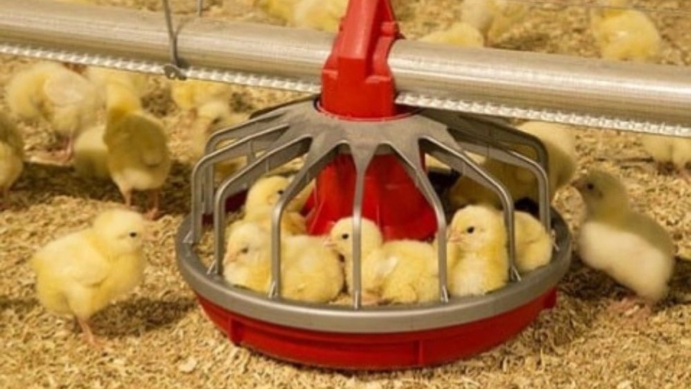 Sale of modern poultry feeding line in Tabriz, Manaj Sanat company