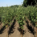 Keshavarz Nursery, production and sale of citrus and almond seedlings in Khafar Fars
