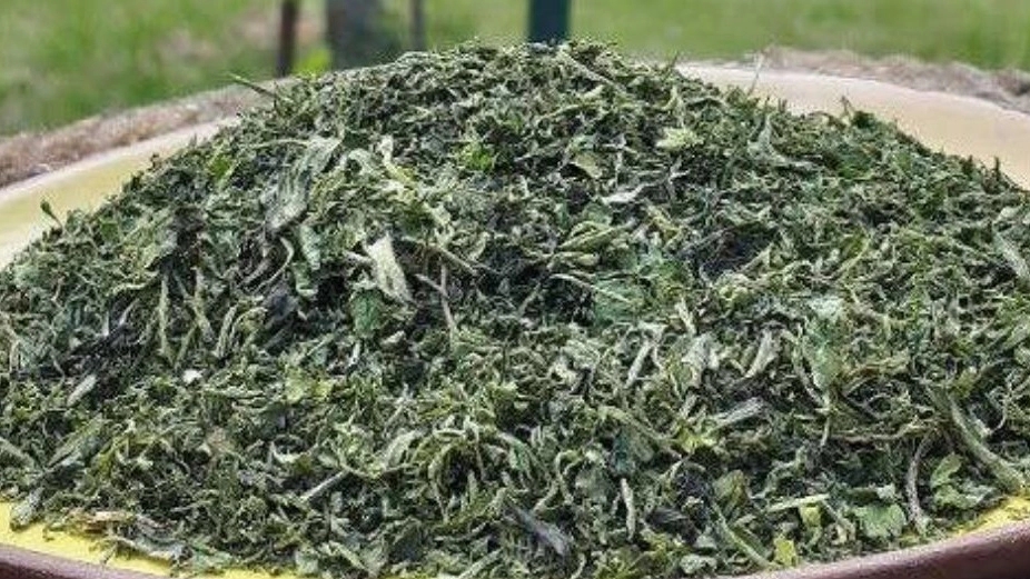 Shumia store, sale of milk thistle oil and oats in Golestan
