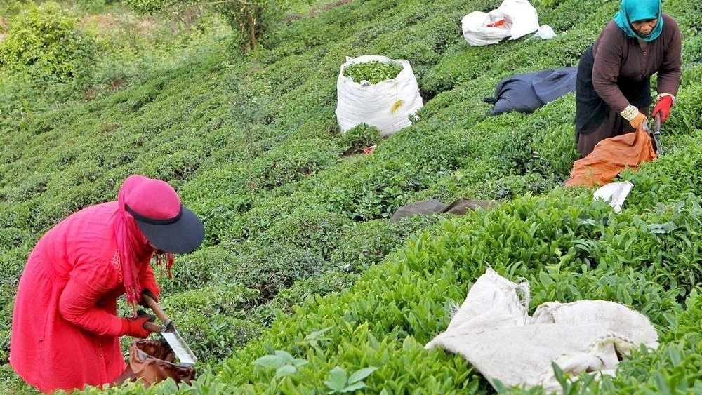 Buy and sell authentic Iranian tea with guaranteed quality