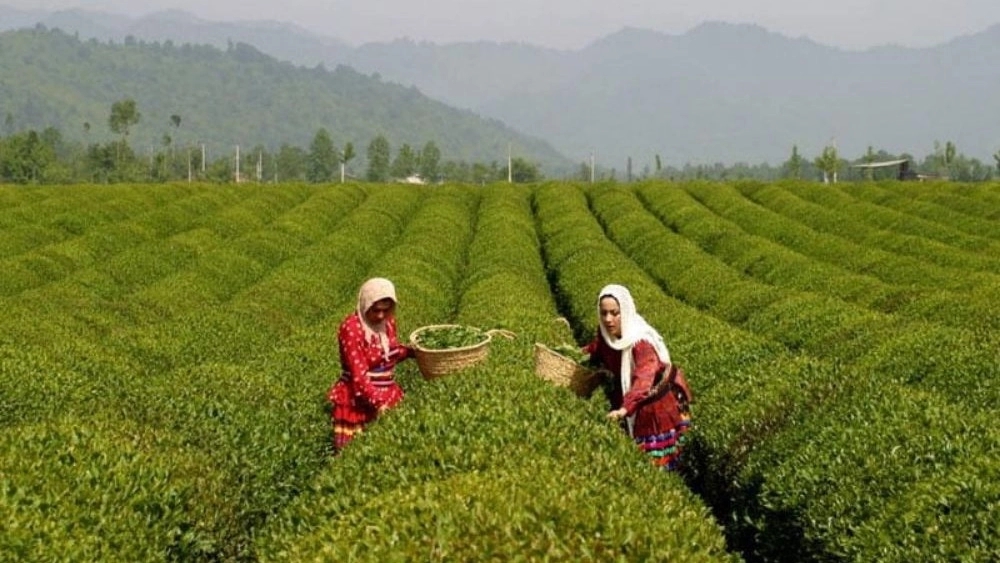 Exporting first class authentic Iranian tea at a competitive price