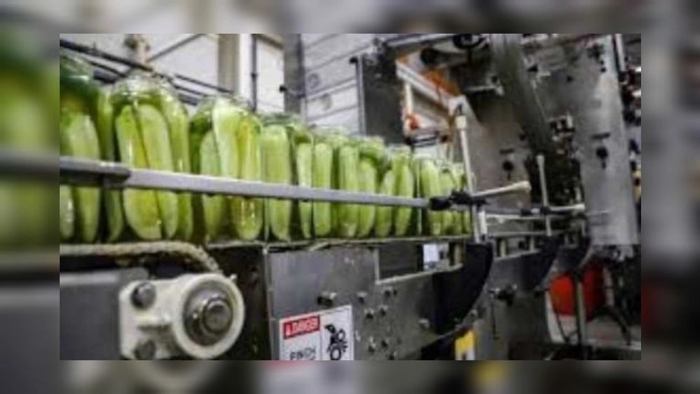 Important points in choosing and setting up a pickle filling machine in Shiraz