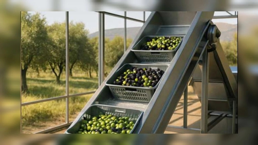 Modern all-steel equipment for the production line of pickled cucumbers and quality olives in Shiraz