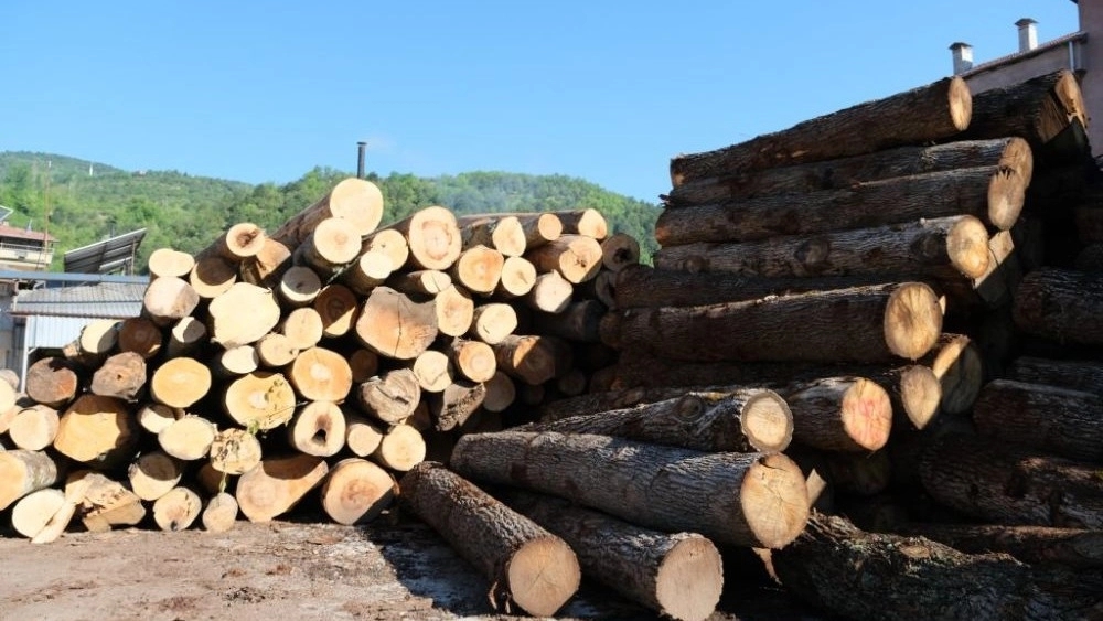 Sugar workshop, buying and selling eucalyptus and willow wood in Mazandaran