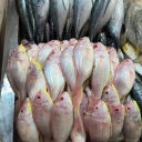 Tek Darya Fish House, selling all kinds of salted carp and lion fish in Kashan