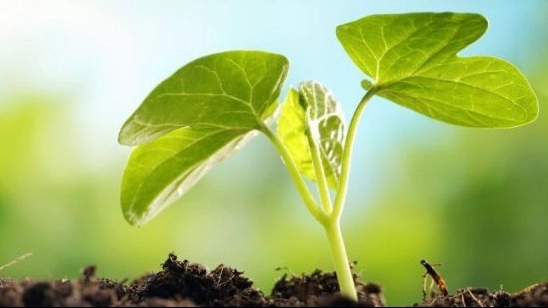 Sebosib Company, sale and distribution of organic fertilizer in Tehran