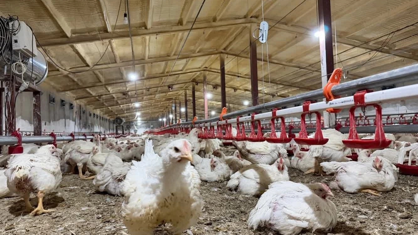 Big Pool Company, the implementation of spray foam for the roof of the poultry farm