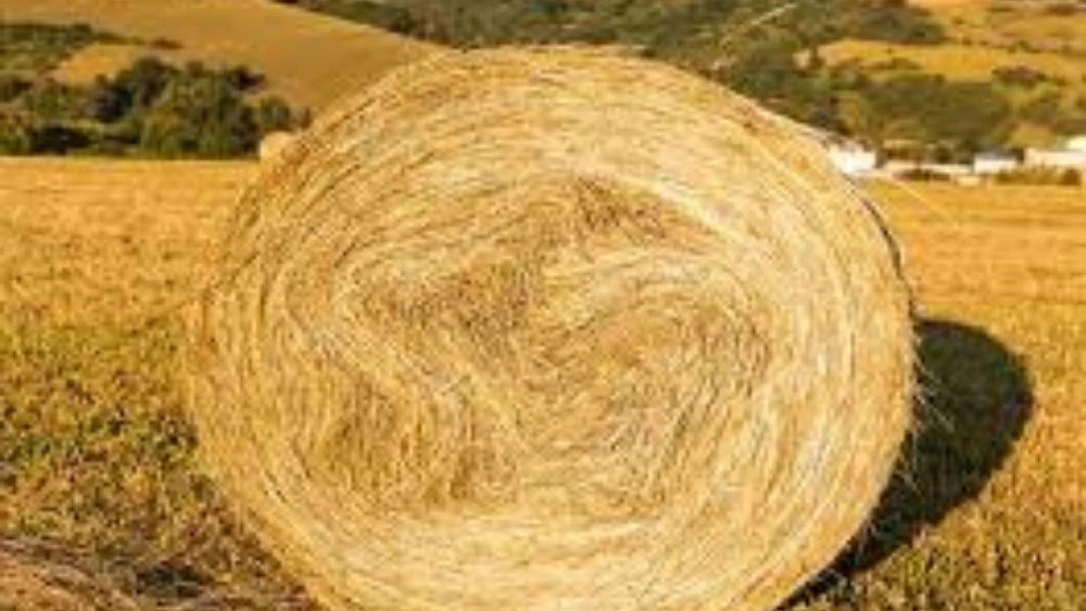Fazel store, selling export and import of fresh straw in Hamedan