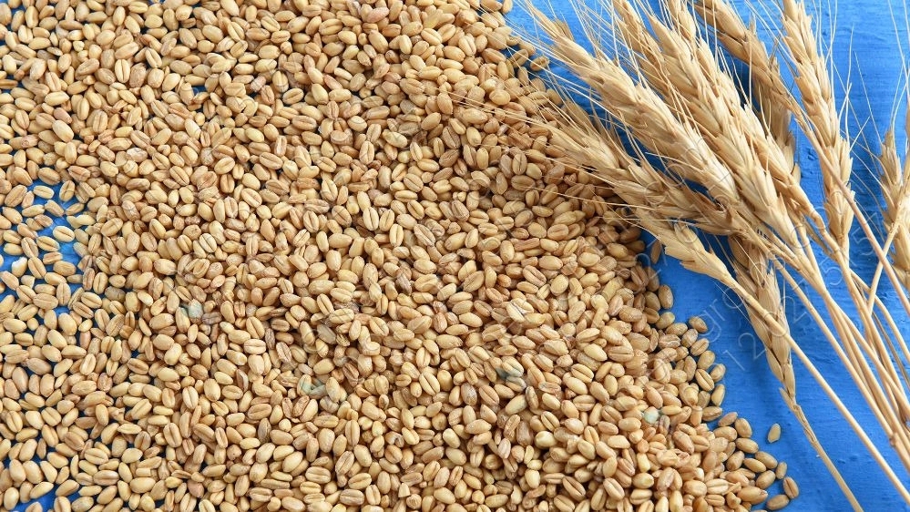 Gholami workshop, purchase and sale of stubble straw and wheat in Hamadan