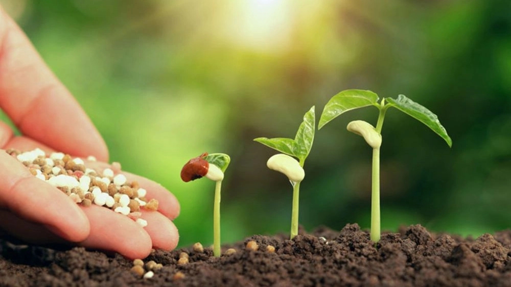 Azerbaijan gem, buying and selling agricultural seeds in Pakdasht, Tehran
