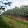 Valuable nursery, production and sale of citrus and black tree seedlings in Jahrom
