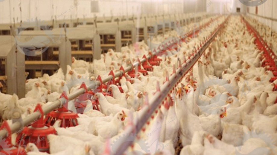 Maki Tayor, production and sale of poultry equipment in Qazvin