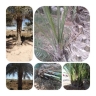 Nakhlestan Sadat complex, sale and distribution of palm leaves in Khuzestan