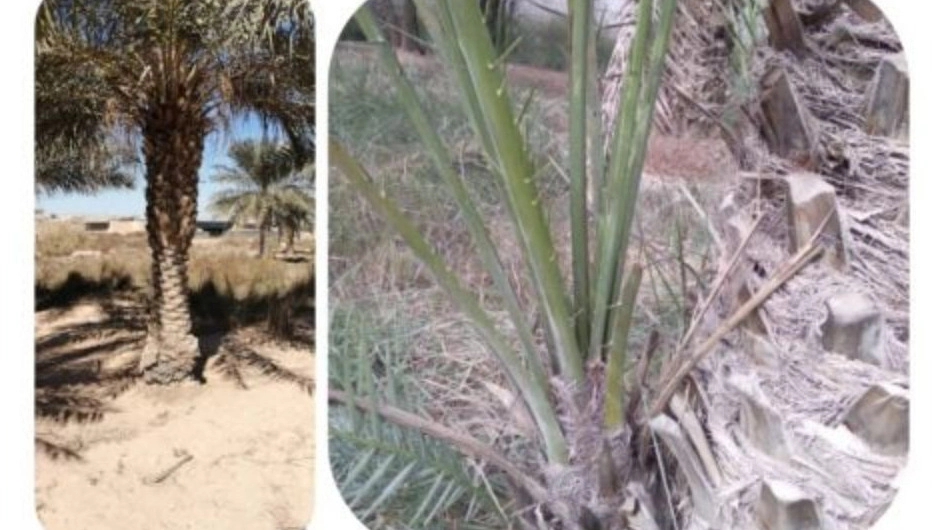 Nakhlestan Sadat complex, sale and distribution of palm leaves in Khuzestan