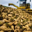 kwsmehri store, selling sugar beet seeds in Kurdistan