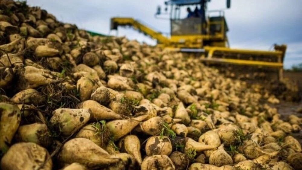 kwsmehri store, selling sugar beet seeds in Kurdistan