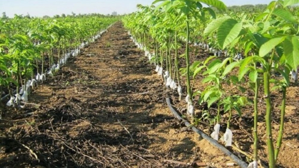 Nahalistan Sharifi, sale of certified seedlings in Isfahan