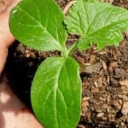 Jahan Sabz Cooperative Company, producing and selling fruitful and non-fruitful seedlings in Golpayegan