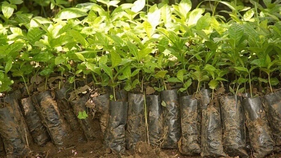 Jahan Sabz Cooperative Company, producing and selling fruitful and non-fruitful seedlings in Golpayegan
