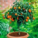 Dadalhi Prosperity Nursery, sale of citrus seedlings in Jiroft