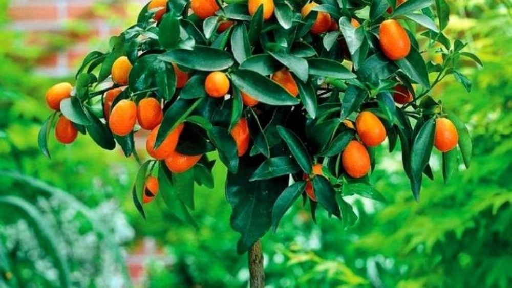 Dadalhi Prosperity Nursery, sale of citrus seedlings in Jiroft