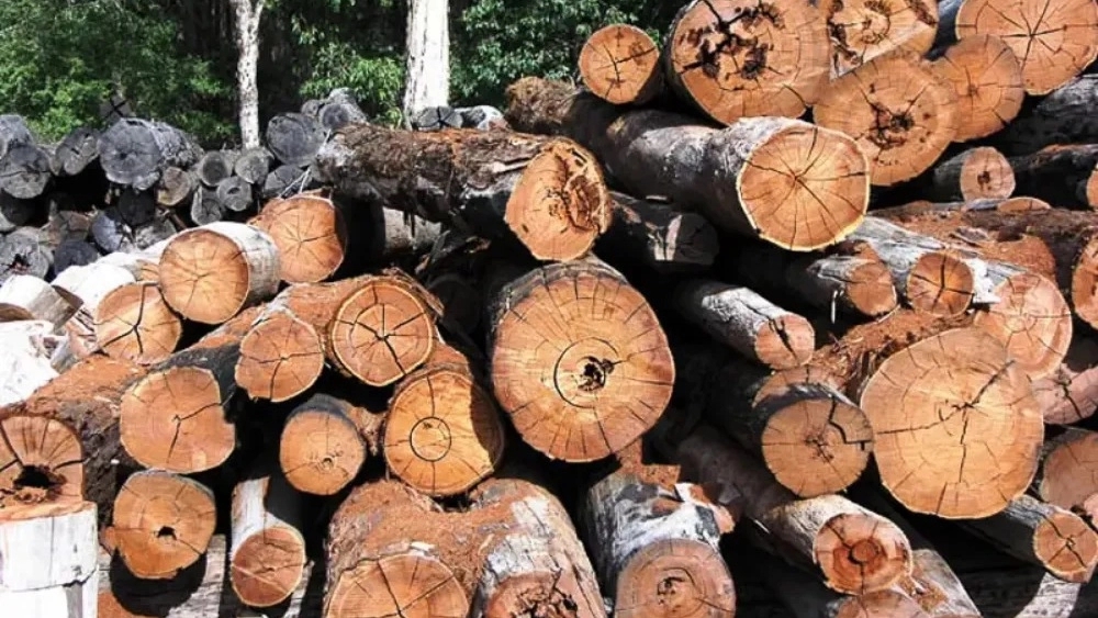 Asdi wood waste, fresh and dry wood buyer in Sanandaj
