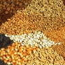 Behzadi store, sale and distribution of livestock and agricultural inputs in Barazjan