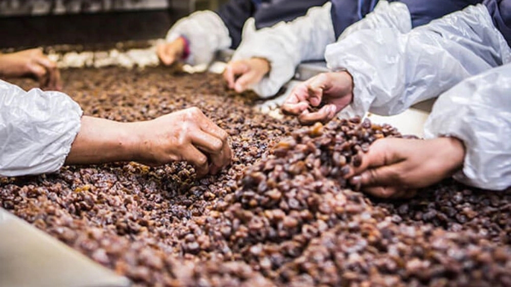 Najati dry fruits, production and packaging of all kinds of raisins in Kashmir