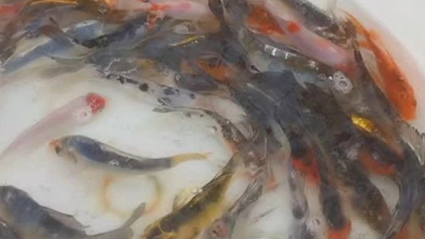 Bahu brothers fish breeding, reproduction and sale of all kinds of fish in Ghaem Shahr