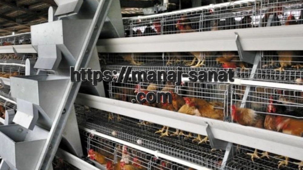 Industrial broiler cage with a new design in Tabriz