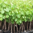 Nahalestan Gudari, sale of grape seedlings in North Khorasan