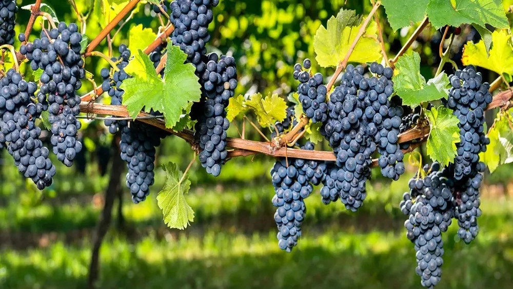 Nahalestan Gudari, sale of grape seedlings in North Khorasan