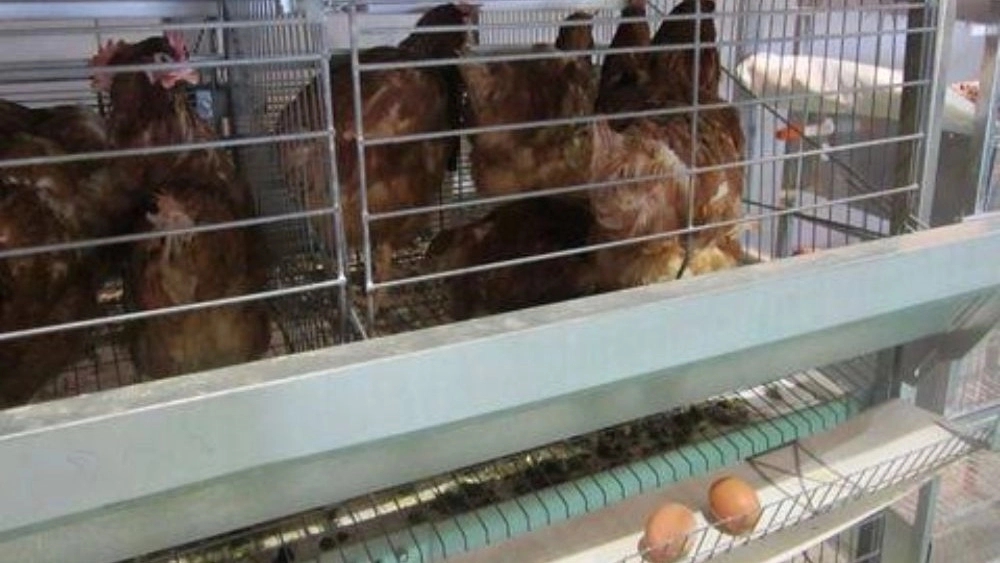 Sale of multi-story laying chicken cages in Tabriz, daily price and direct purchase
