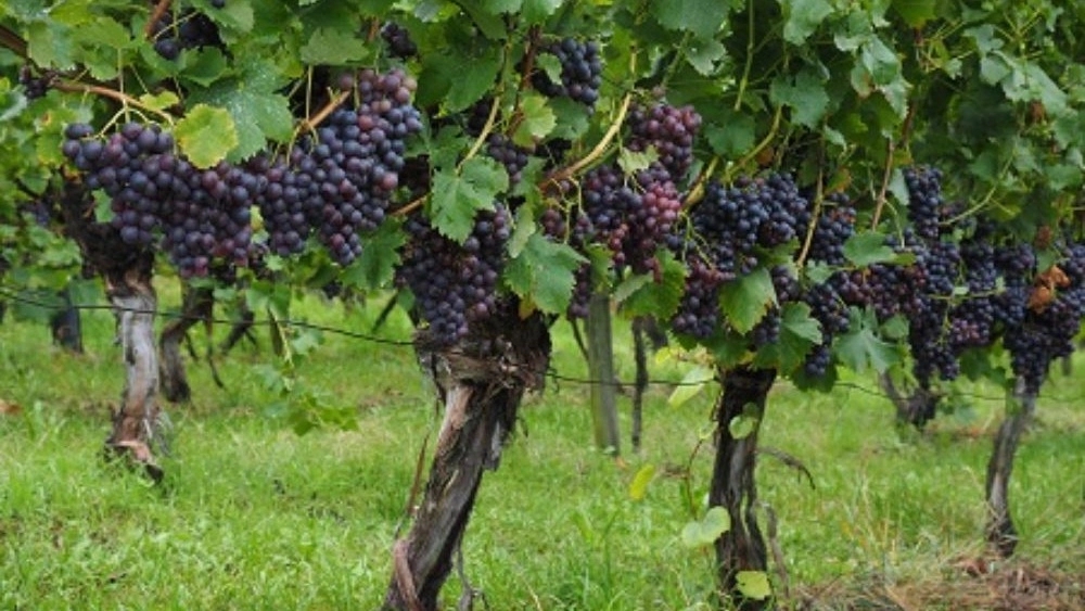 Sohail nursery, production of grape seedlings in Kashmir