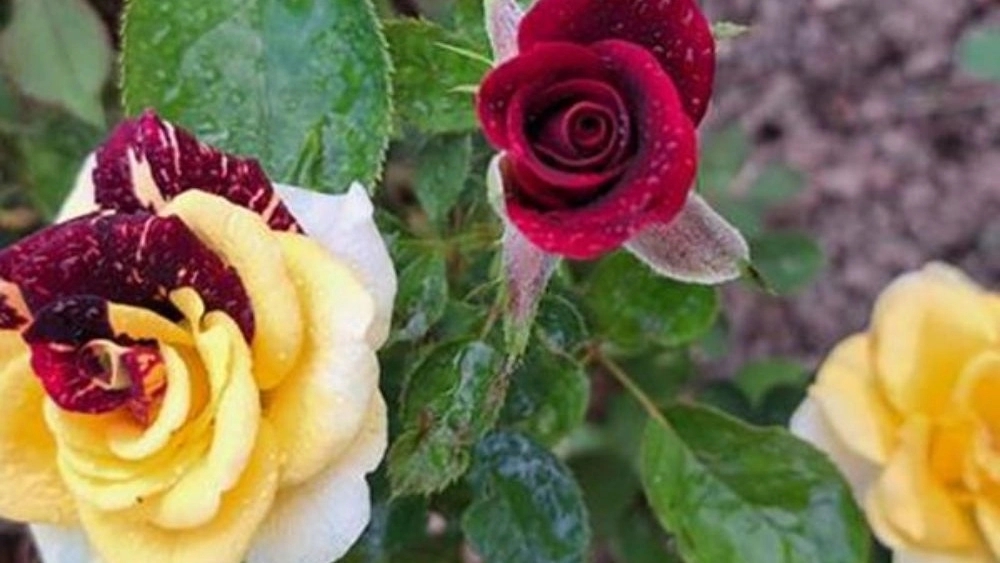 The best rose and citrus plant production center in Dezful, Khuzestan