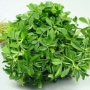 Sabri organic products, sale of fenugreek in Razavi Khorasan