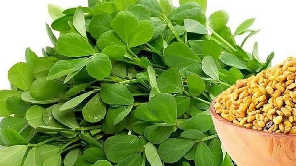 Sabri organic products, sale of fenugreek in Razavi Khorasan
