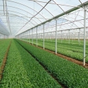 Khazai greenhouse, construction and equipment of greenhouse in Hamadan