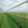 Khazai greenhouse, construction and equipment of greenhouse in Hamadan