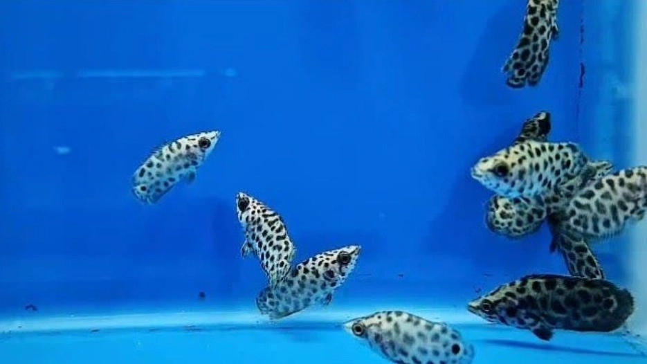 Buy aquarium ornamental fish in Sirjan
