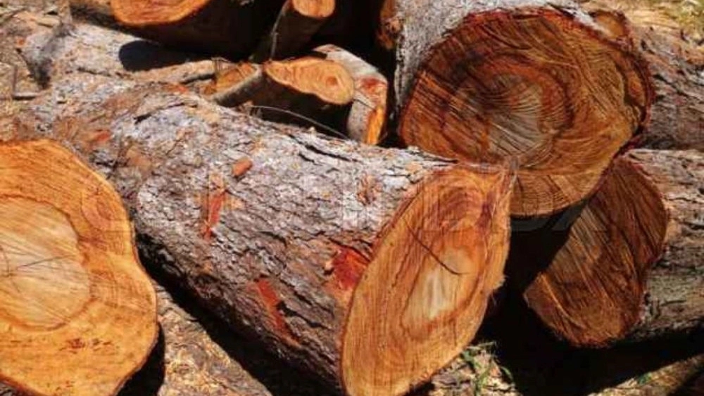 Sultan Ali wood waste, a buyer of garden firewood and cut wood in Shahrood