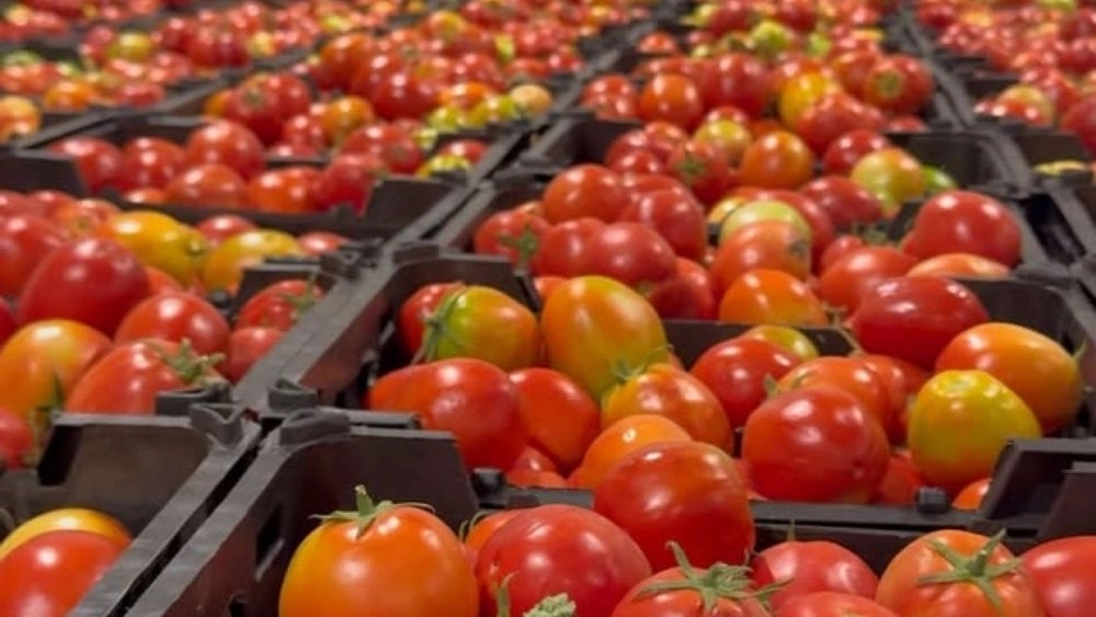 Chavash, a long-lasting trade, export and import of fruits and vegetables in Shiraz