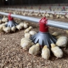 Sardar Golestan Company, design and construction of poultry house and greenhouse in Kavos Dome