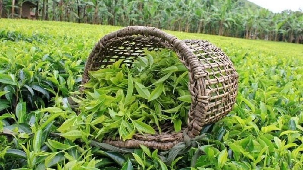 Comprehensive solutions in the authentic Iranian tea industry from supply to distribution