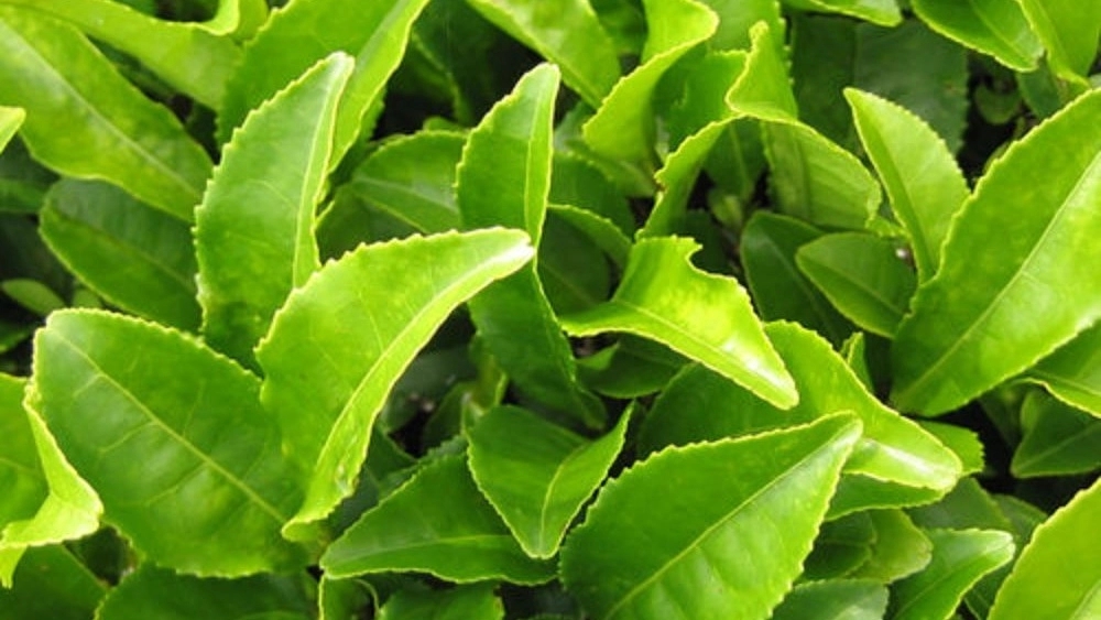 Authentic Iranian tea is a profitable investment in the health drinks market
