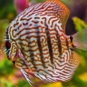 Shayan aquarium store, selling aquarium and ornamental fish Discus Arowana in Tehran