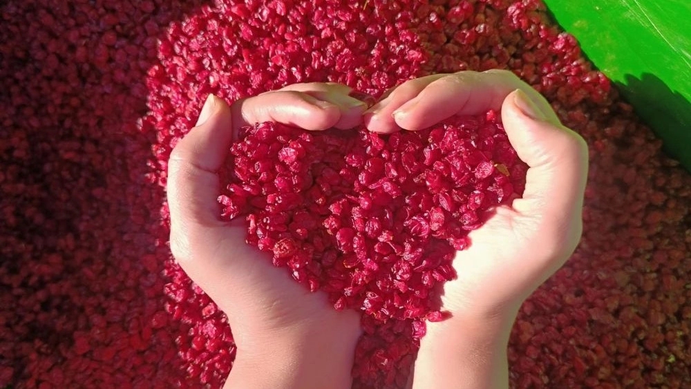 Red gold of Mohammad Abad Alam, production and distribution of barberry and jujube saffron in South Khorasan
